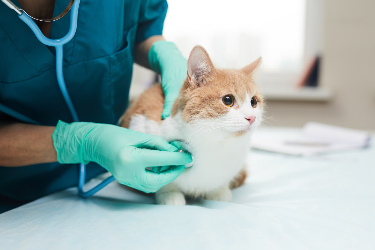 Biomedical Waste Management Veterinaries Clinic