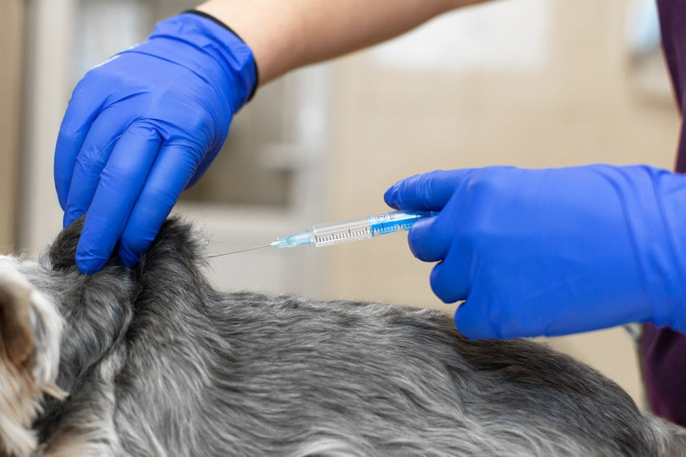 Sharps Disposal Veterinary Hospital Virginia