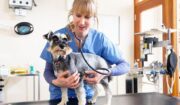 2025 Comprehensive Sharps Safety Guide for Veterinary Clinics and Animal Hospitals Everything You Need To Know Now