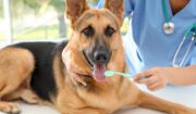 How to Manage and Dispose of Hazardous Waste in Veterinary Clinics