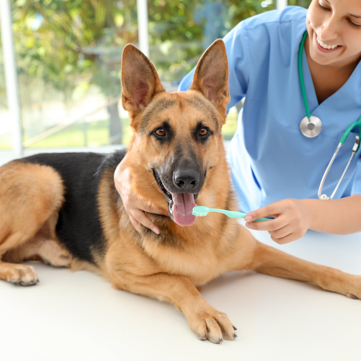Veterinary Clinic Waste Disposal