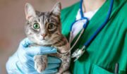 Drug Diversion in Veterinary Clinics