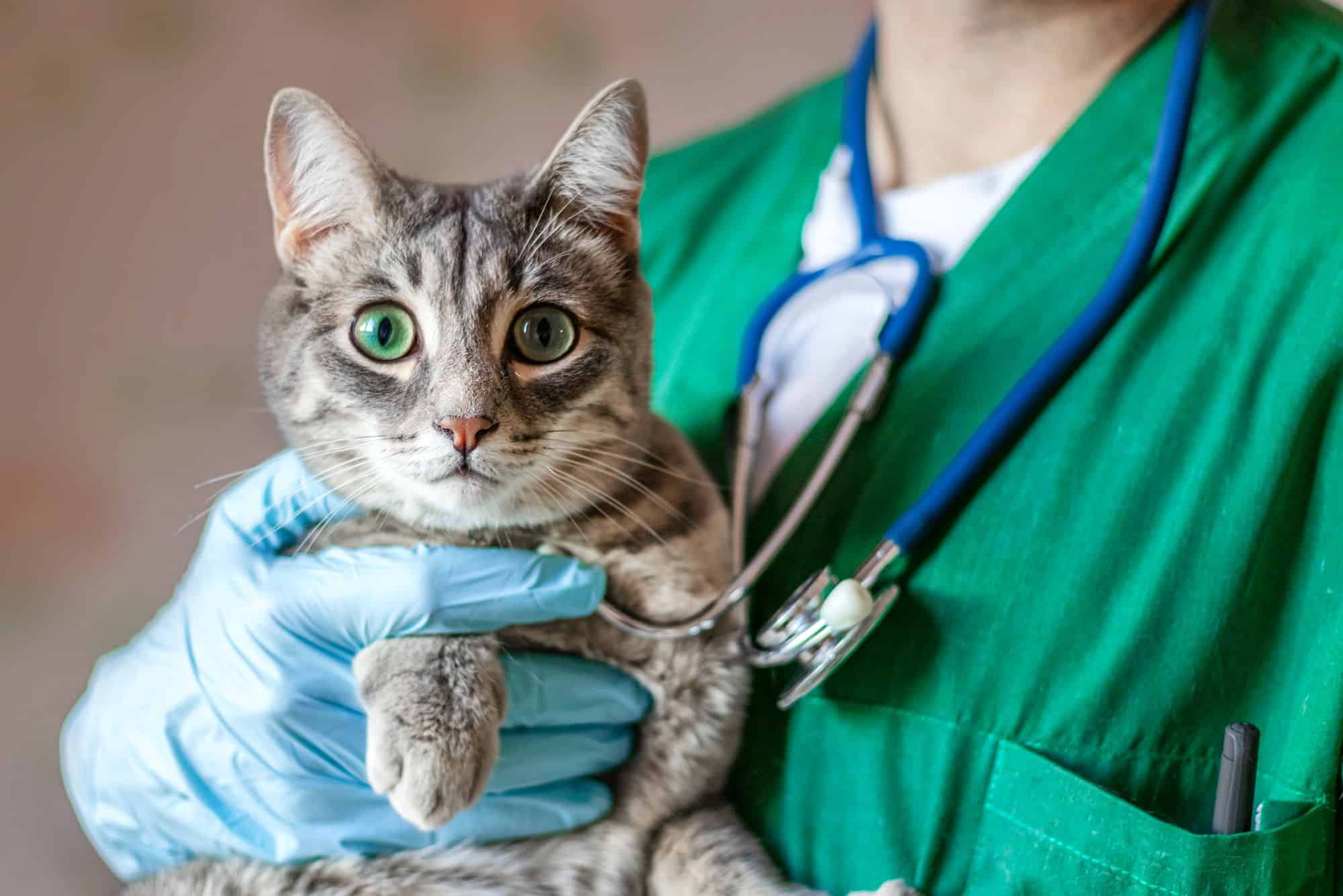 Drug Diversion in Veterinary Clinics