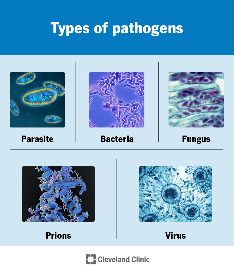 Hospital Infections What Is A Pathogen