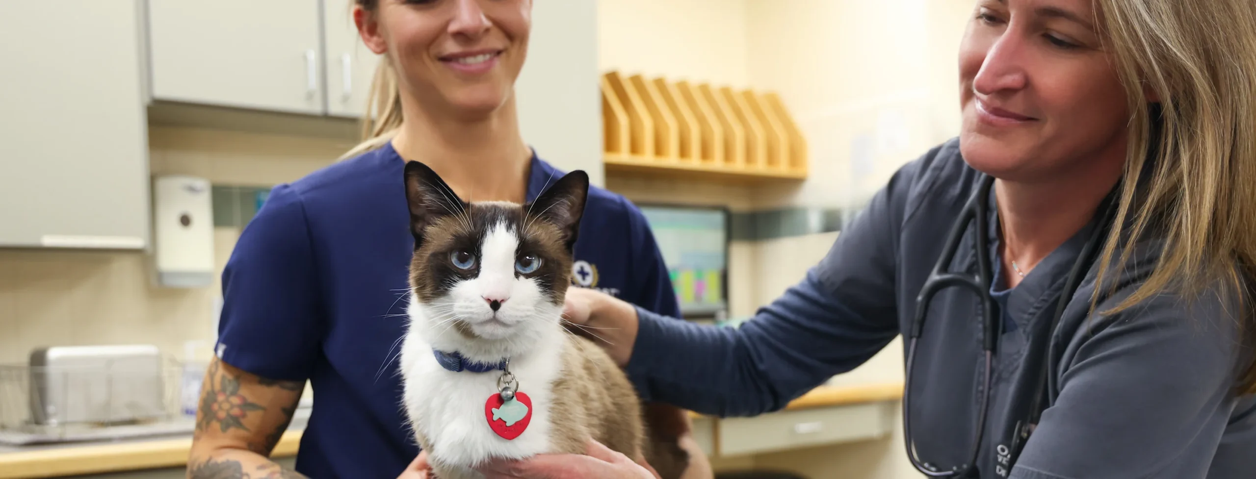 Sharps Safety In Veterinary Clinics