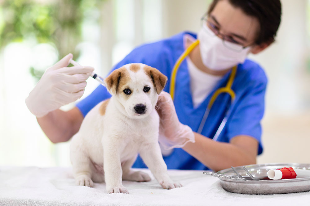 Sharps Safety In A Veterinary Office