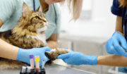 Why Veterinary Clinics Need Specialized Medical Waste Disposal