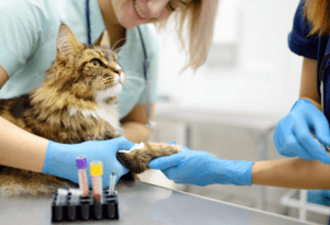 Why Veterinary Clinics Need Specialized Medical Waste Disposal