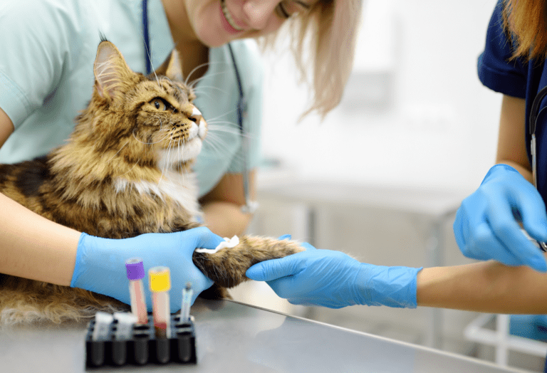 Why Veterinary Clinics Need Specialized Medical Waste Disposal
