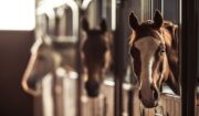 Equine Sharps Needles Management And Disposal