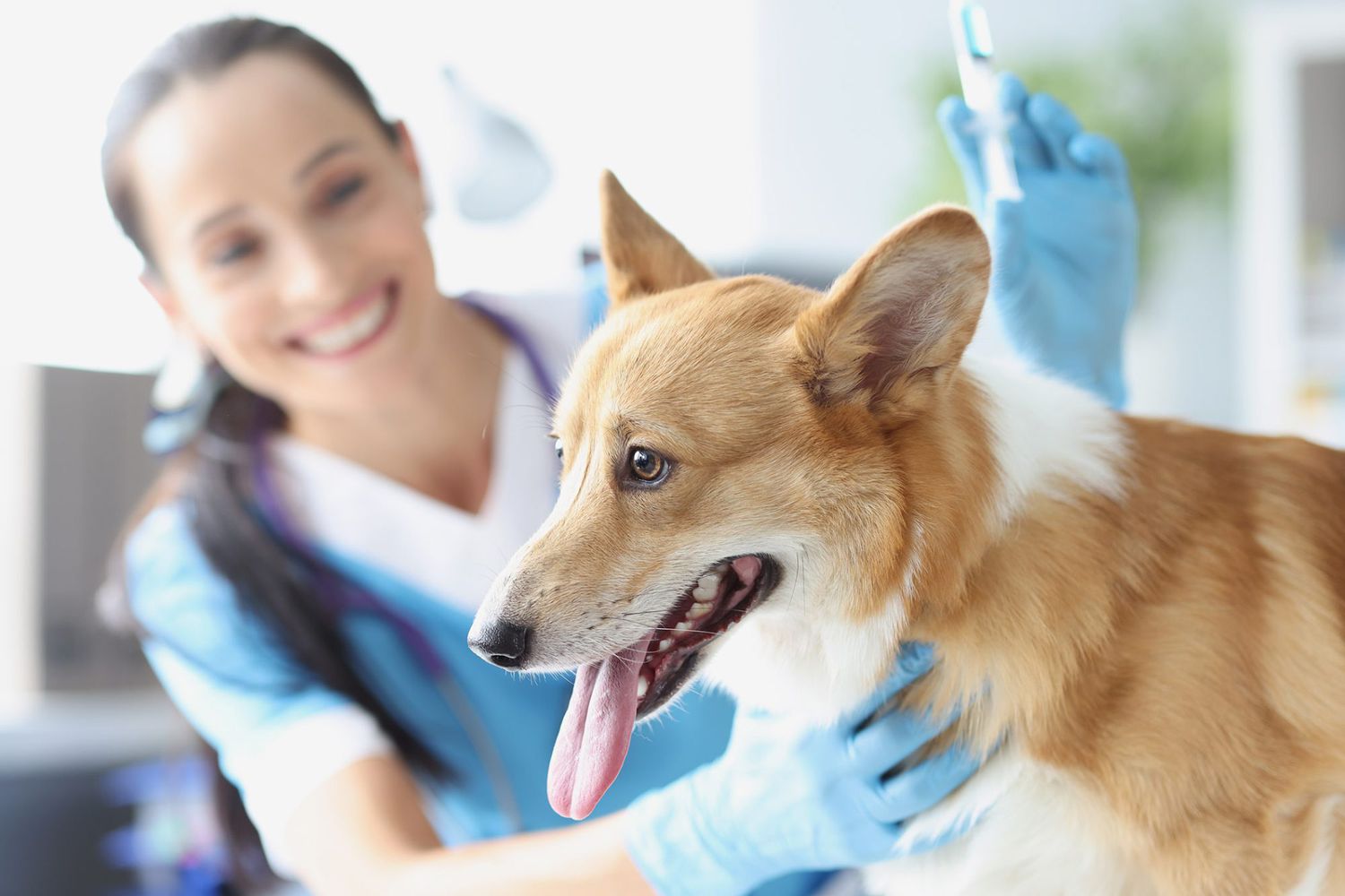 Safe Needle Disposal At Home For Pets