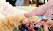 Safe Sharps Disposal For Pets At Home In The DMV