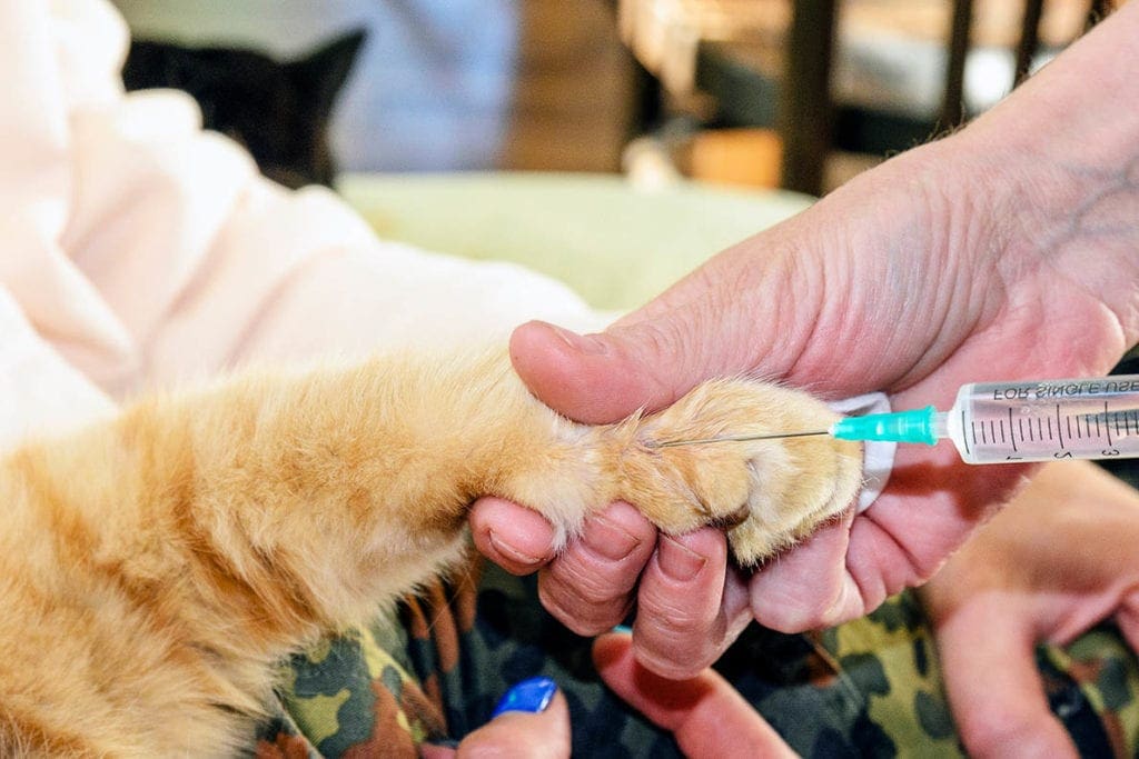 Safe Sharps Disposal For Pets At Home In The DMV