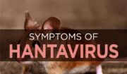 How To Manage Hantavirus In The DMV