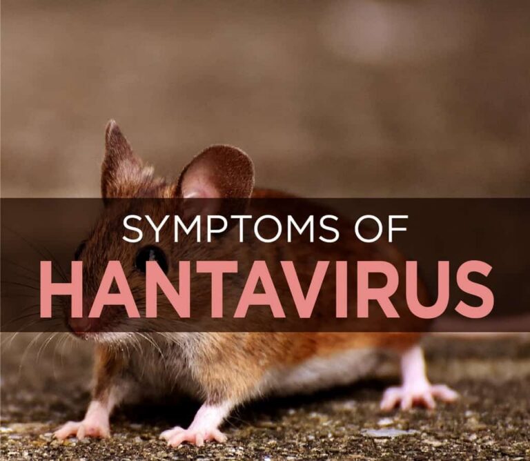 How To Manage Hantavirus In The DMV