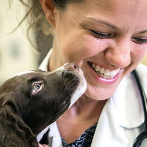Vet Clinic Sharps Disposal